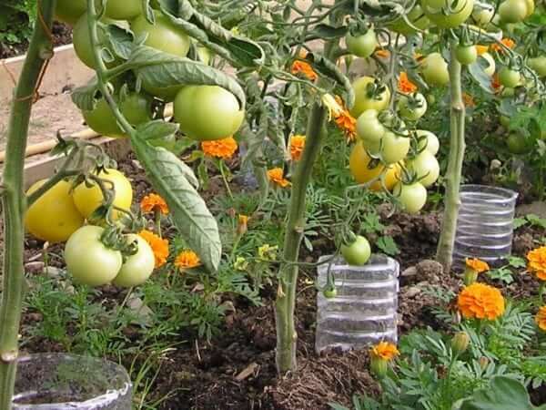Vegetables and Flowers Growth Booster Fertilizer 900g