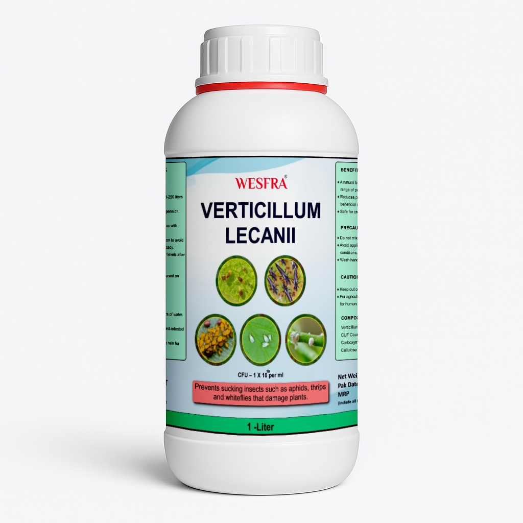 Verticillium Lecanii