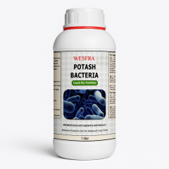 Potash Bacteria Liquid Bio-Fertilizer