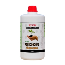 pseudomonas fluroscene