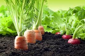 Vegetables and Flowers Growth Booster Fertilizer 900g