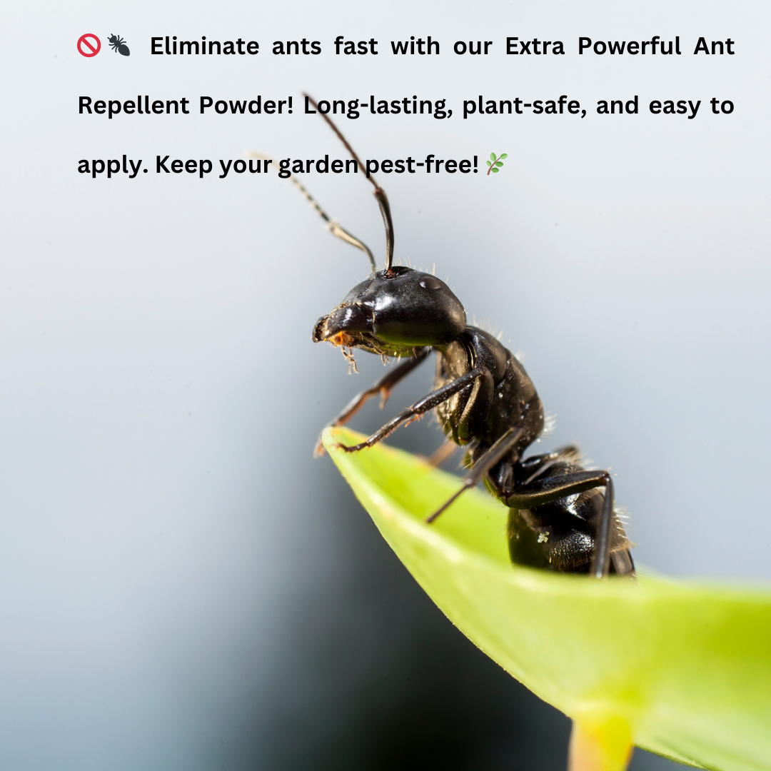 WESFRA Complete Ant killer Repellent Powder 900 g Can be used to kill ants that breed in home gardens and agricultural lands.