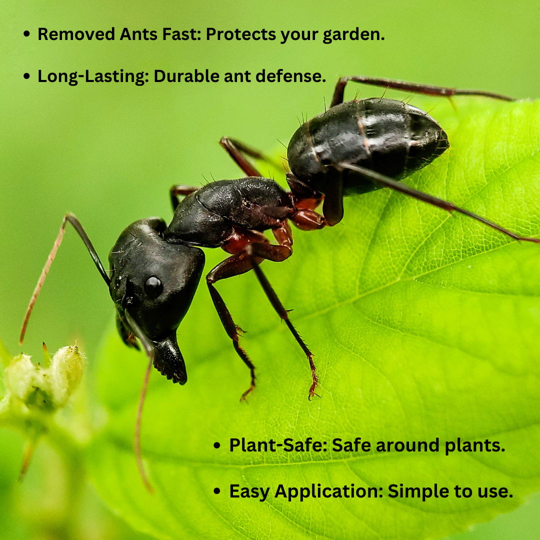 WESFRA Complete Ant killer Repellent Powder 900 g Can be used to kill ants that breed in home gardens and agricultural lands.