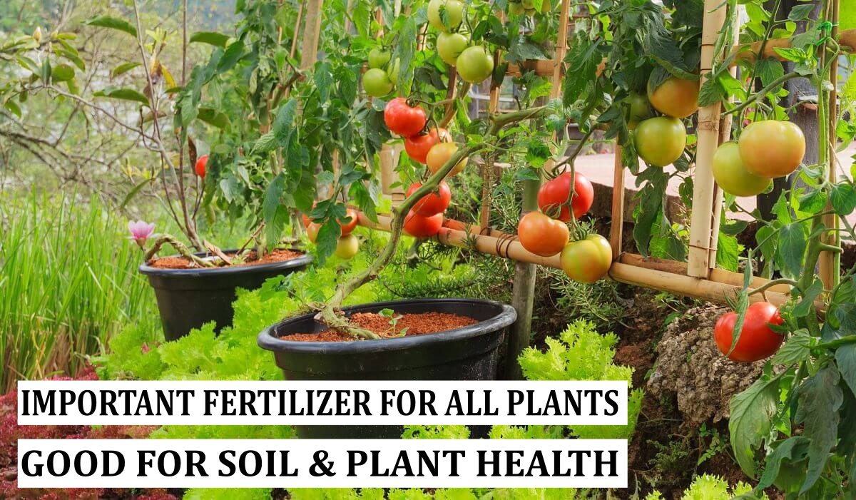 NPK 19-19-19 Fertilizer 900g– Balanced Nutrition for Healthy Plants